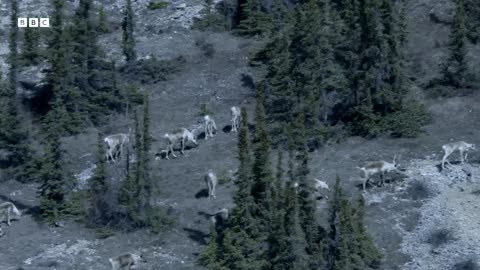 ‎Will This Caribou Herd Survive | Nature s Great Migrations | BBC Earth