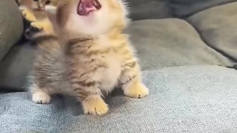 funny cats video