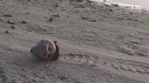 🐚👻 The Disturbing Hermit Crab Using an Old Doll Head as a Shell | TheHauntingHour