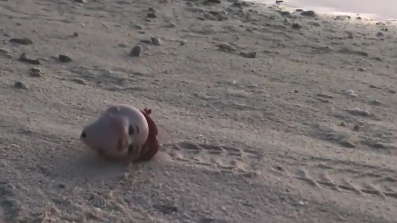 🐚👻 The Disturbing Hermit Crab Using an Old Doll Head as a Shell | TheHauntingHour