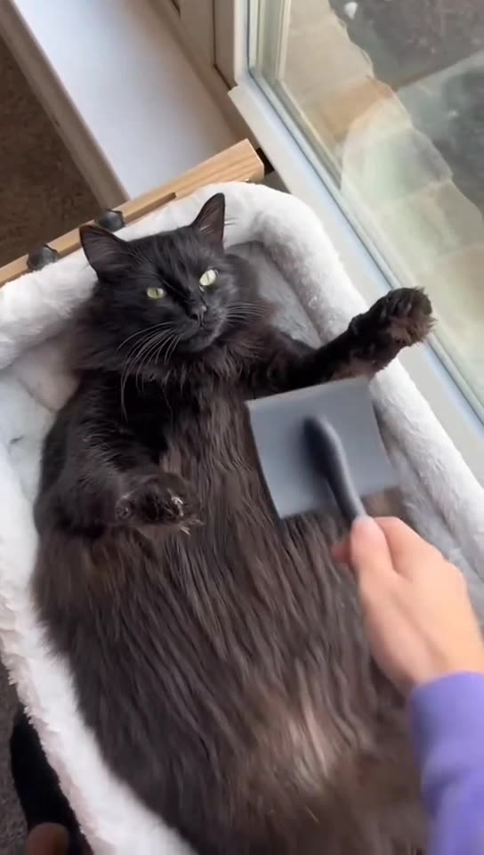 FunnWeird and Funny Animals