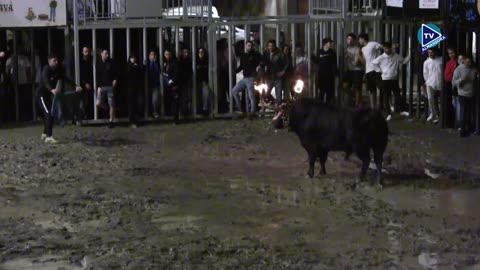 2 TORO NOCHE 9oct RASCATRIPAS ganaderia GERARDO ORTEGA N 9 - FESTES DEL ROSER 2025