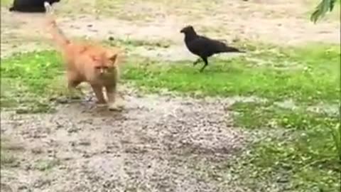 Funniest Pets Dog Cat Mouse Crow