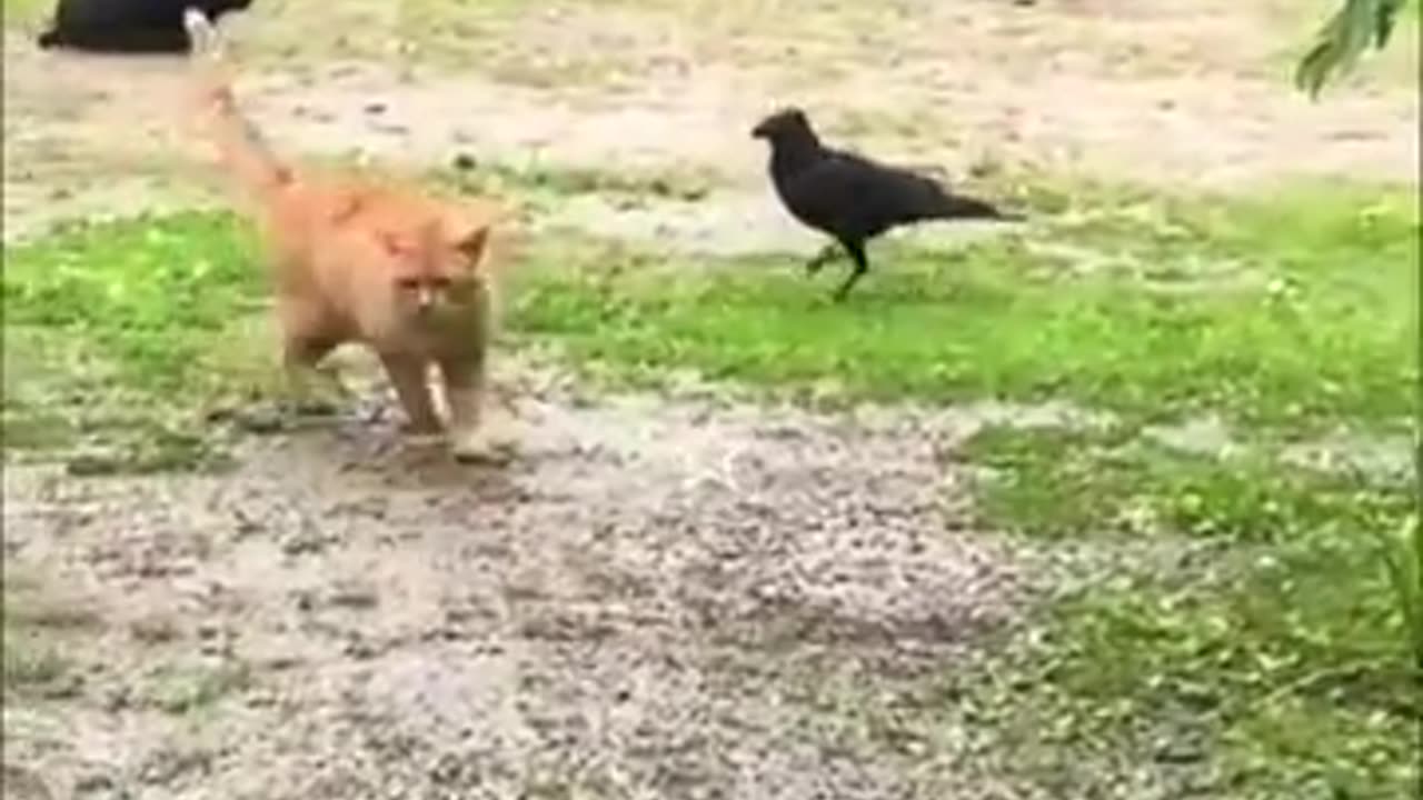 Funniest Pets Dog Cat Mouse Crow