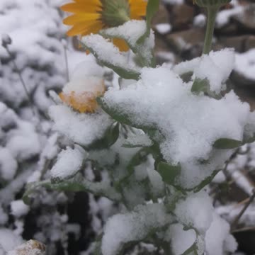 Calendula covered with snow