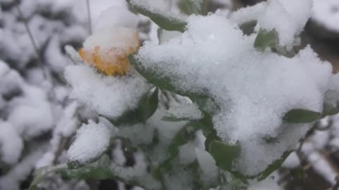 Calendula covered with snow