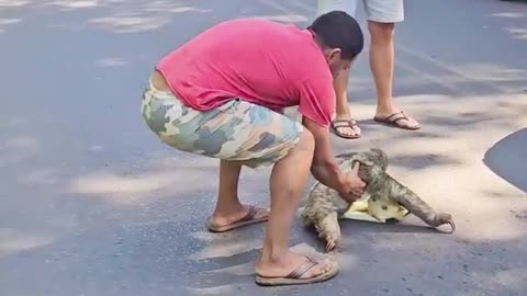 Man and Stranger Team Up to Save Stranded Sloth