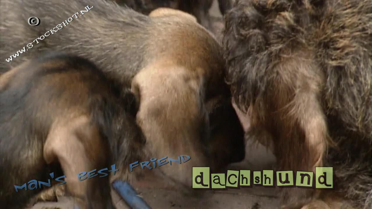 dachshund teckel