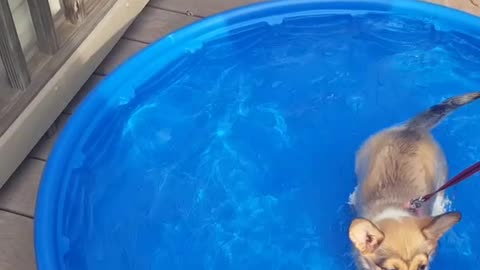 Corgi puppy swimming in the kiddy pool