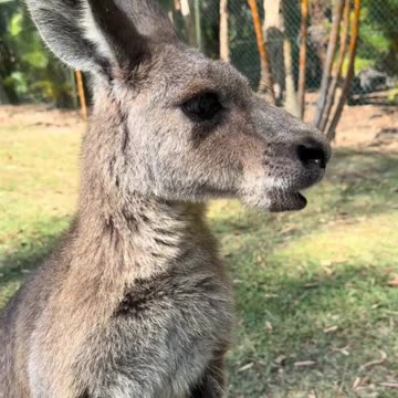 Feeding kangaroos