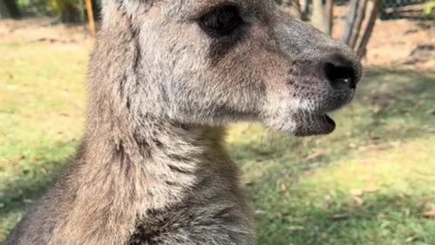 Feeding kangaroos