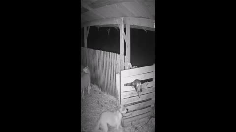 CCTV capture une rencontre terrifiante, peut-être un Skinwalker