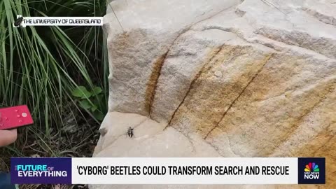 'Cyborg' beetles being developed to help in rescue efforts