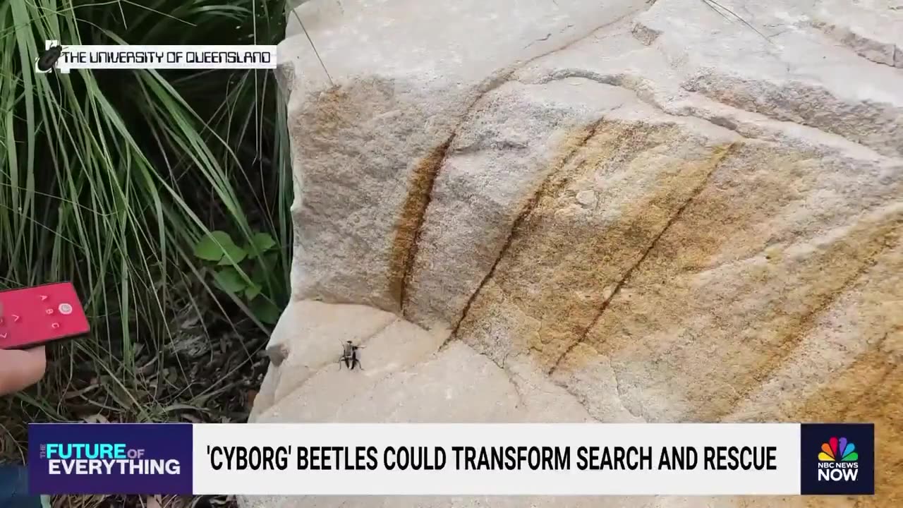 'Cyborg' beetles being developed to help in rescue efforts