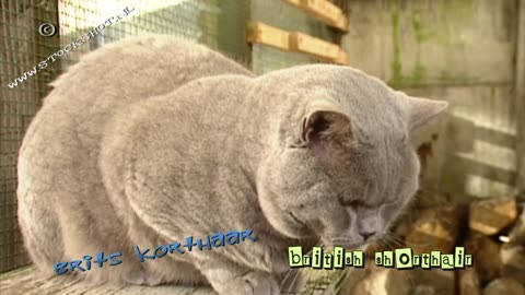 british shorthair cat