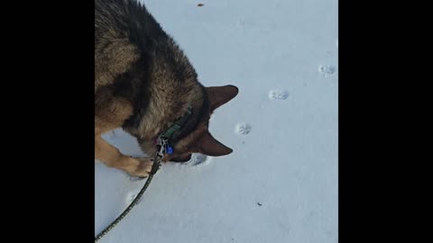 Virgil german shepherd.