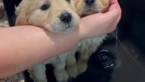 Puppy first bath #cutepuppy