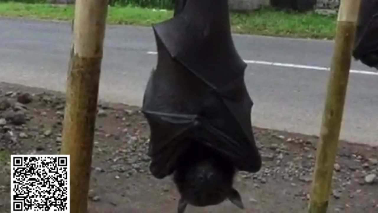 Giant Human Size Bat
