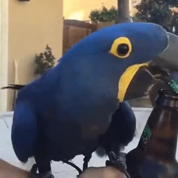 Awesome beer bottle opener