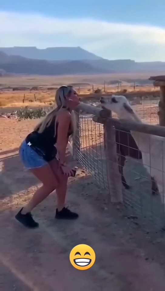 Funny Animals are Jerks