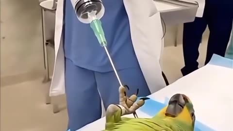 Doctor Brings Giant Syringe… Parrot Screams About Likes! 🤣🔥 #papagoiecho #parrot #funny #birds