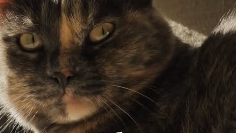 Personalidad de los gatos por color de pelaje