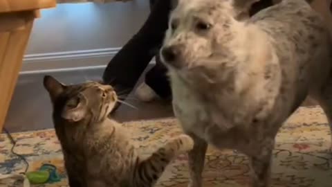 Funny cats fighting with dogs 😻🐾🐕