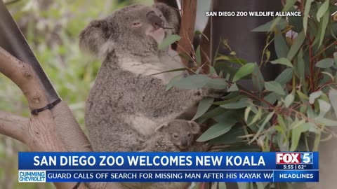 San Diego Zoo welcomes new koala