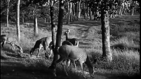 Deer In Woods Trip on the Benson F... - Deer In Woods Trip on the Benson Ford Freighter - fc-fc-4029