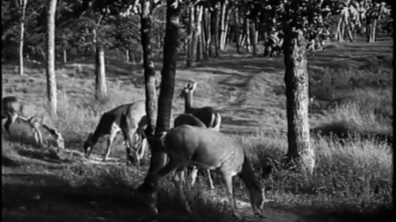 Deer In Woods Trip on the Benson F... - Deer In Woods Trip on the Benson Ford Freighter - fc-fc-4029