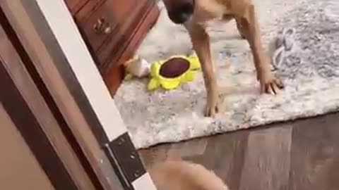 Incredible: The education of the dog mother is very successful #funny #funnypet