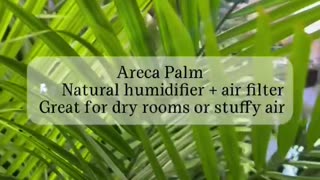 7 plants that remove toxins from your home: