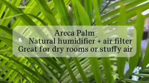 7 plants that remove toxins from your home: