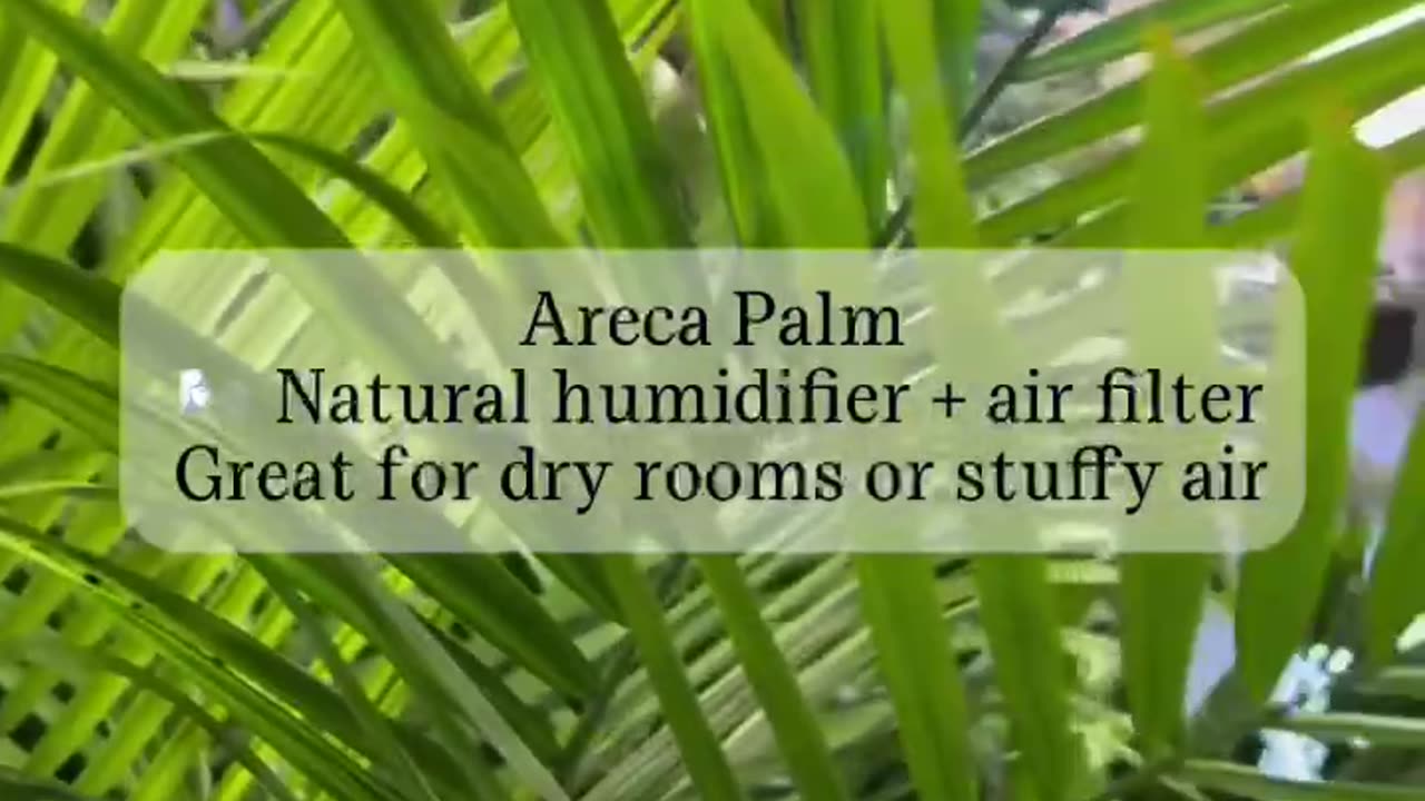 7 plants that remove toxins from your home: