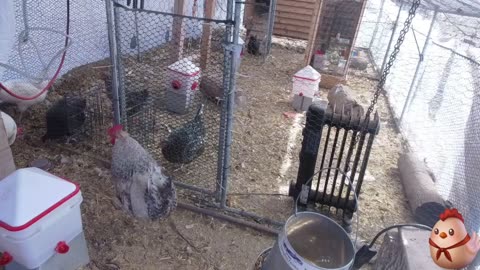 Chicken Live Stream