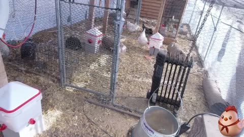 Chicken Live Stream