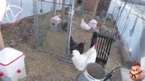 Chicken Live Stream