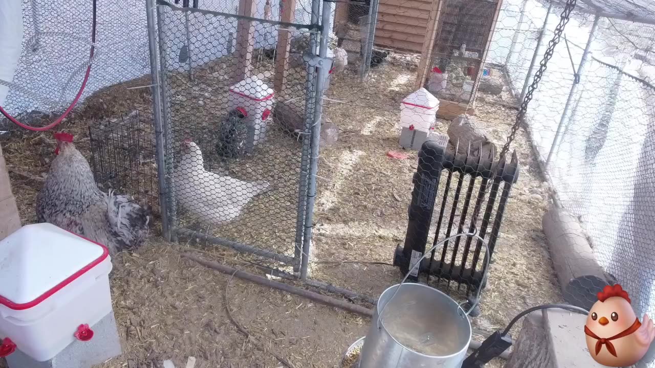 Chicken Live Stream