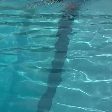 Tremont swim meet July 2023