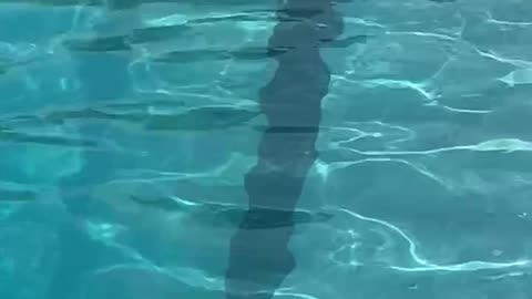 Tremont swim meet July 2023