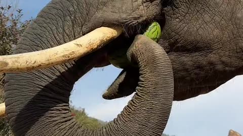 Feeding watermelon to Elephant