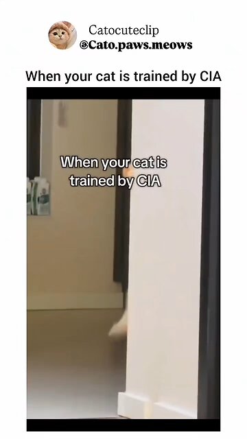 CIA cat