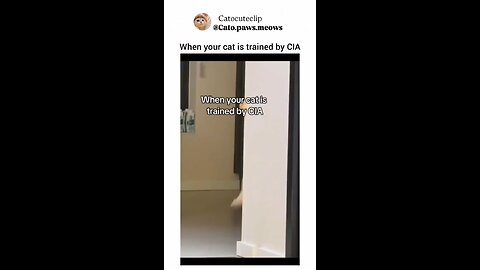 CIA cat