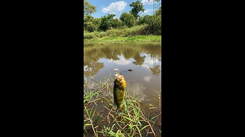 Olha o tamanho do Tucunaré