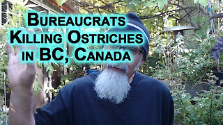 Bureaucrats Trying to Kill Ostriches, Canada [LINKS, UPDATE: Supreme Court grants stay of execution]