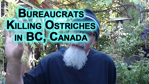 Bureaucrats Trying to Kill Ostriches, Canada [LINKS, UPDATE: Supreme Court grants stay of execution]