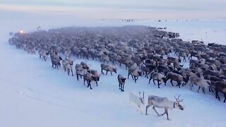 READY FOR CHRISTMAS!!! The Largest Reindeer herd moved to their winter pastures