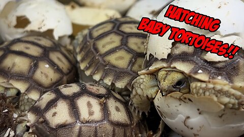 I Found Hatching Baby Tortoises in My Backyard!