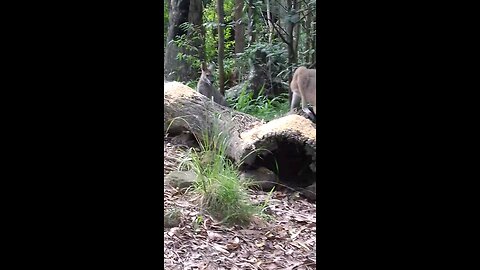 Whoever Thought It Would Be You?! 🤗 Sistra and Munchkin Lauren the Red Necked Wallabies ❤️