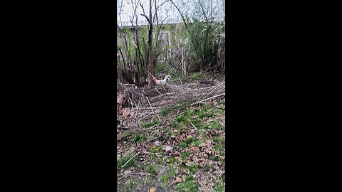 The Wild Roo